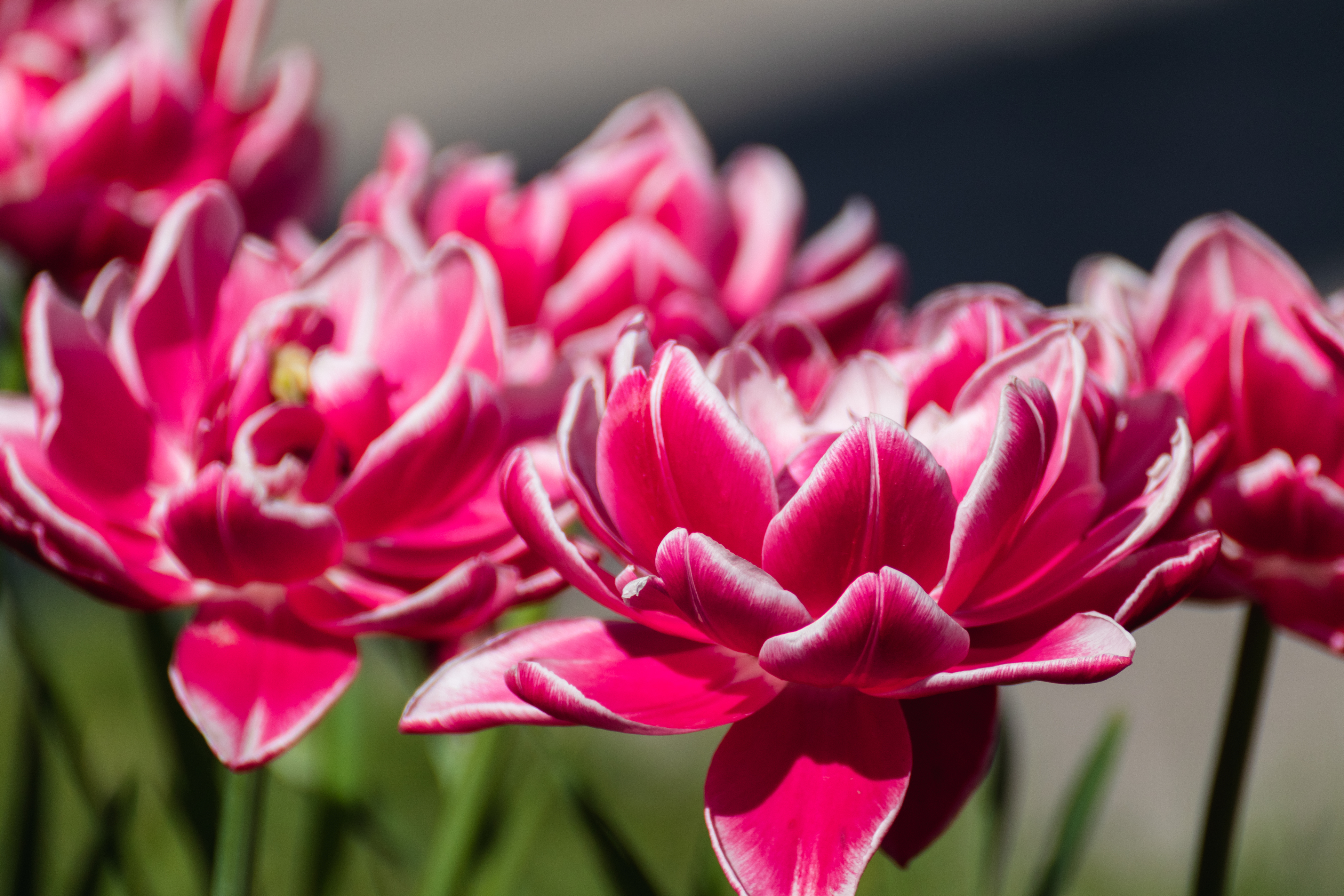 Tulip ‘Columbus’