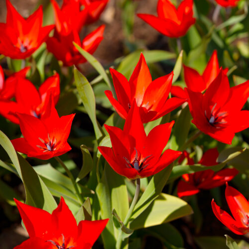 Organic Tulip Praestans 'Zwanenburg variety'