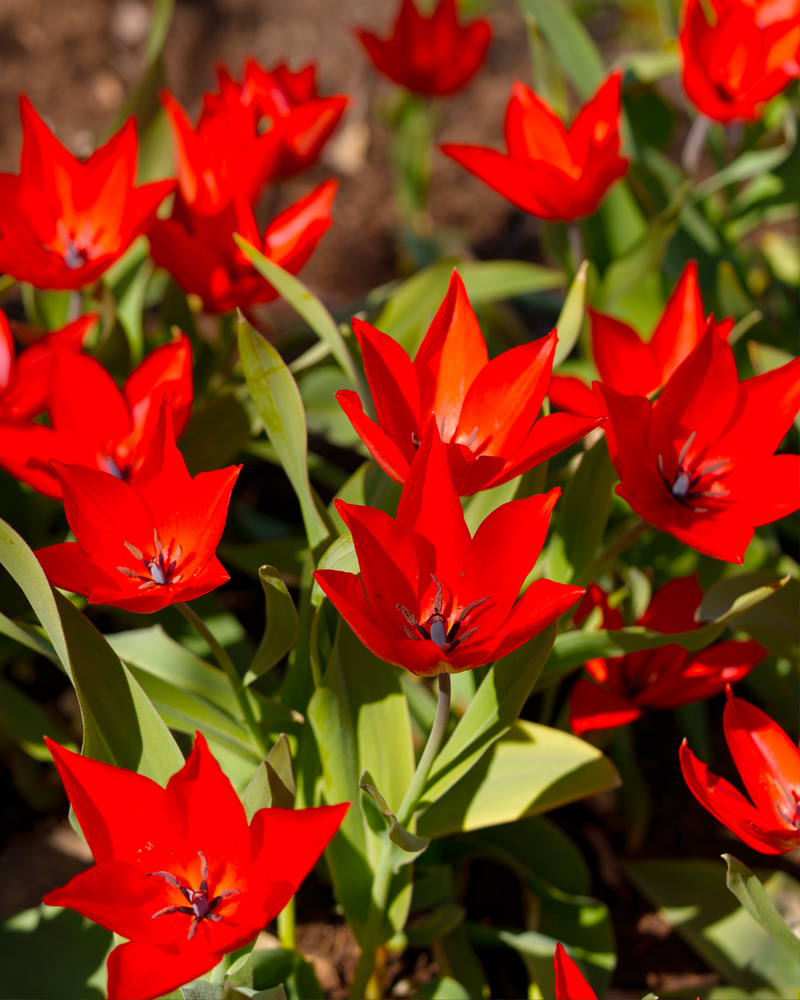 Organic Tulip Praestans 'Zwanenburg variety'