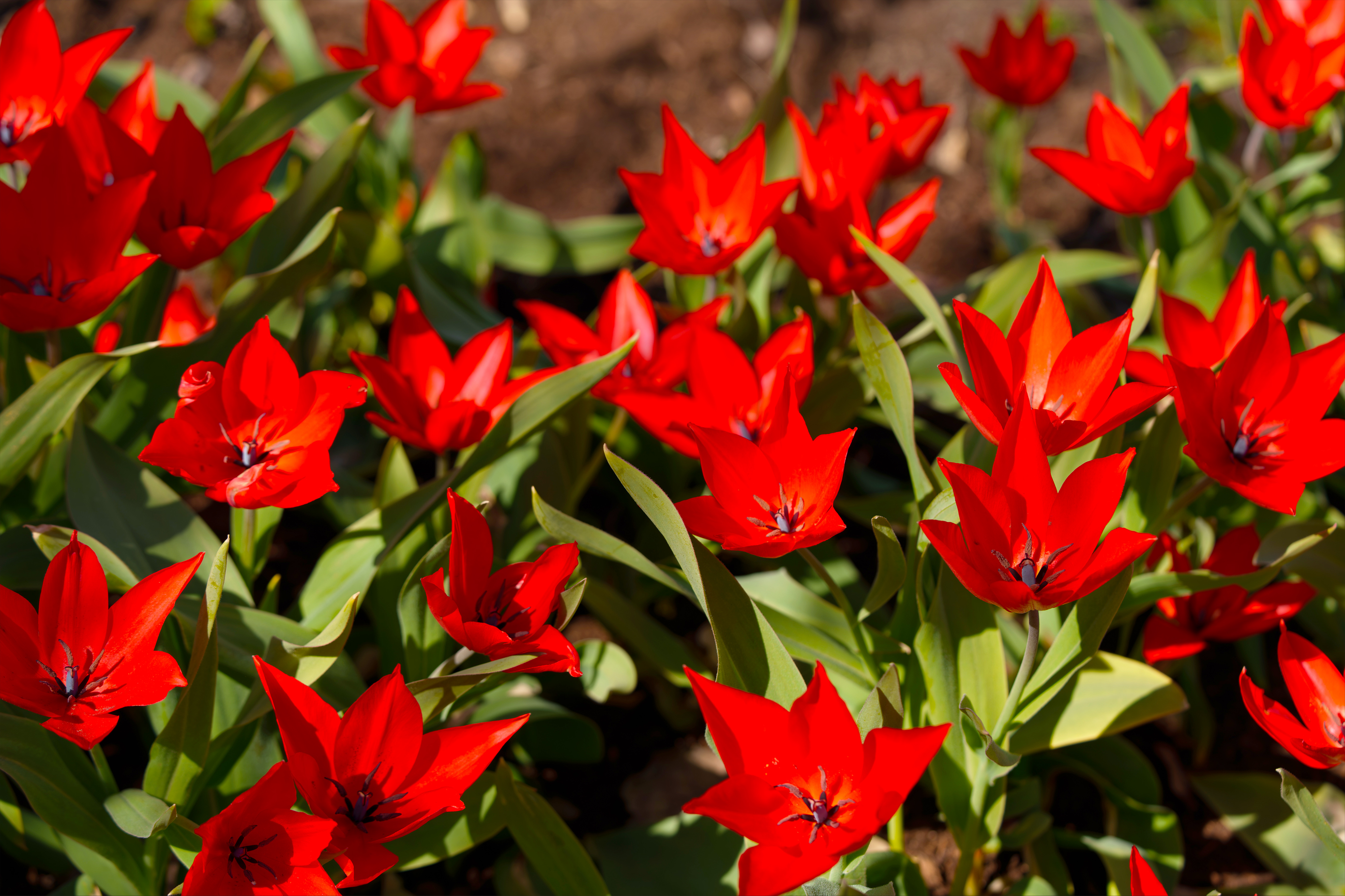 Organic Tulip Praestans 'Zwanenburg variety' - Image 2