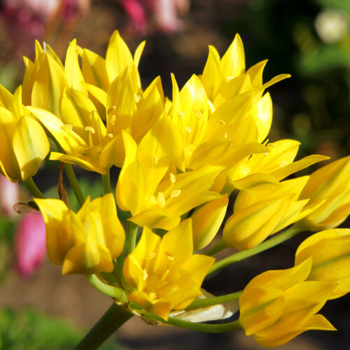 Organic Allium 'Moly Jeannine'