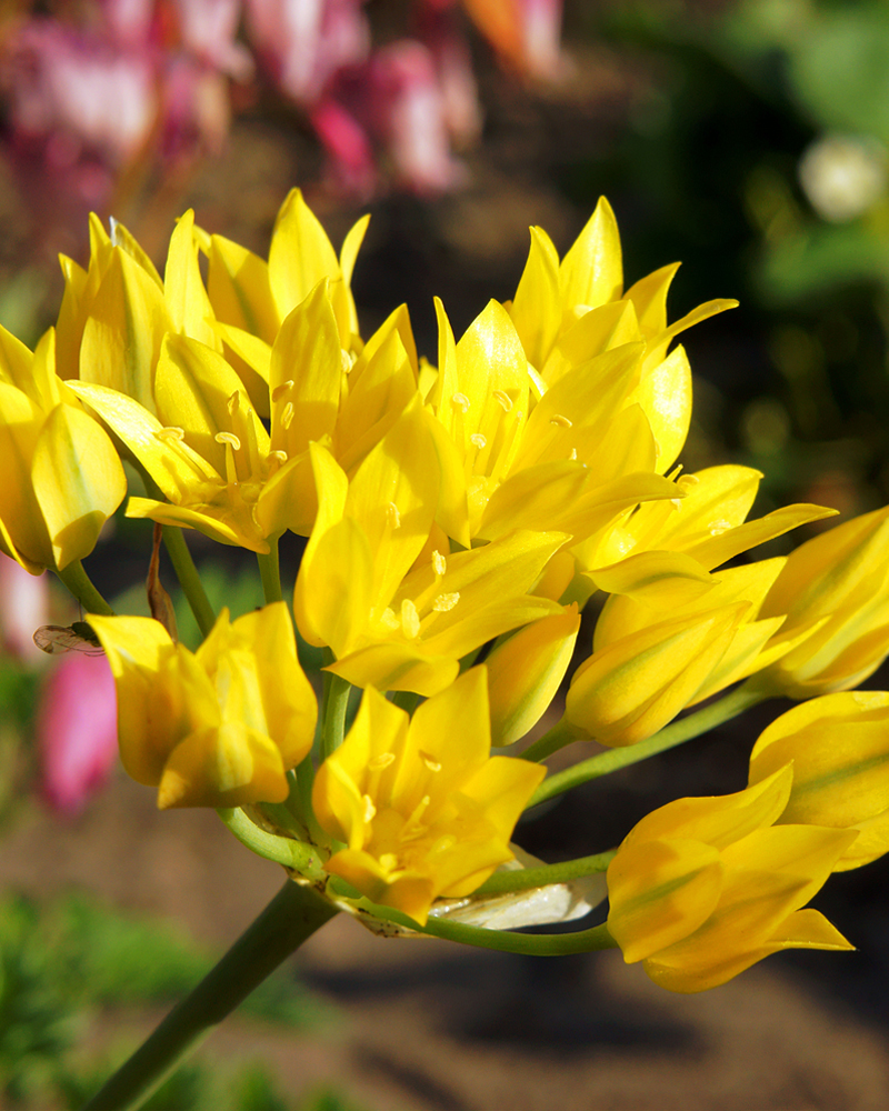 Organic Allium 'Moly Jeannine'