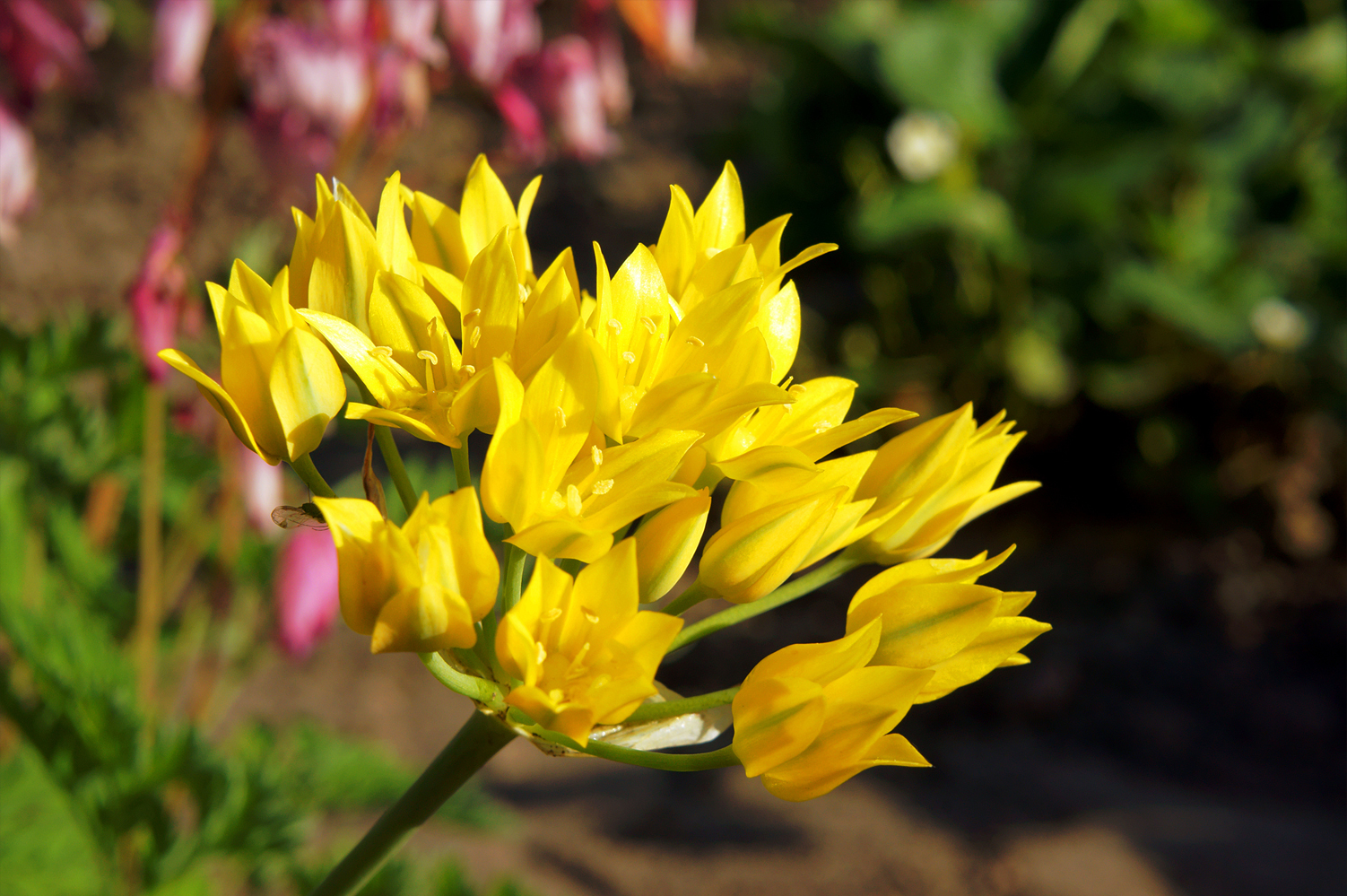 Organic Allium 'Moly Jeannine' - Image 2
