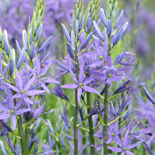 Organic Camassia cusickii