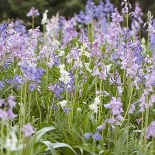 Organic Hyacinthoides hispanica Mixed