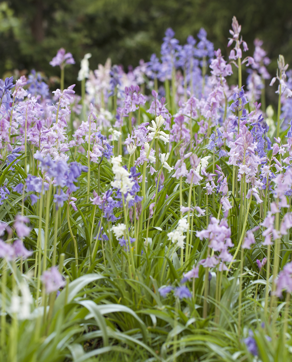 Organic Hyacinthoides hispanica Mixed