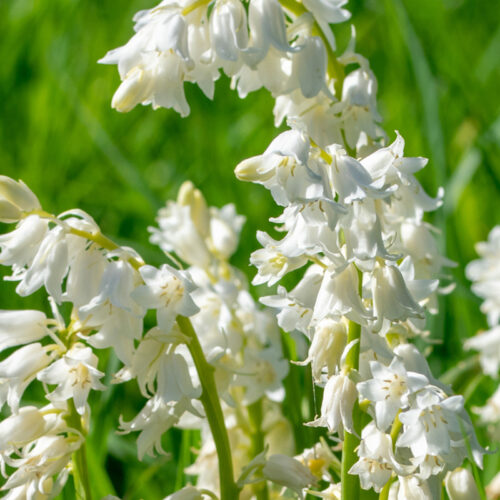 Organic Hyacinthoides hispanica White