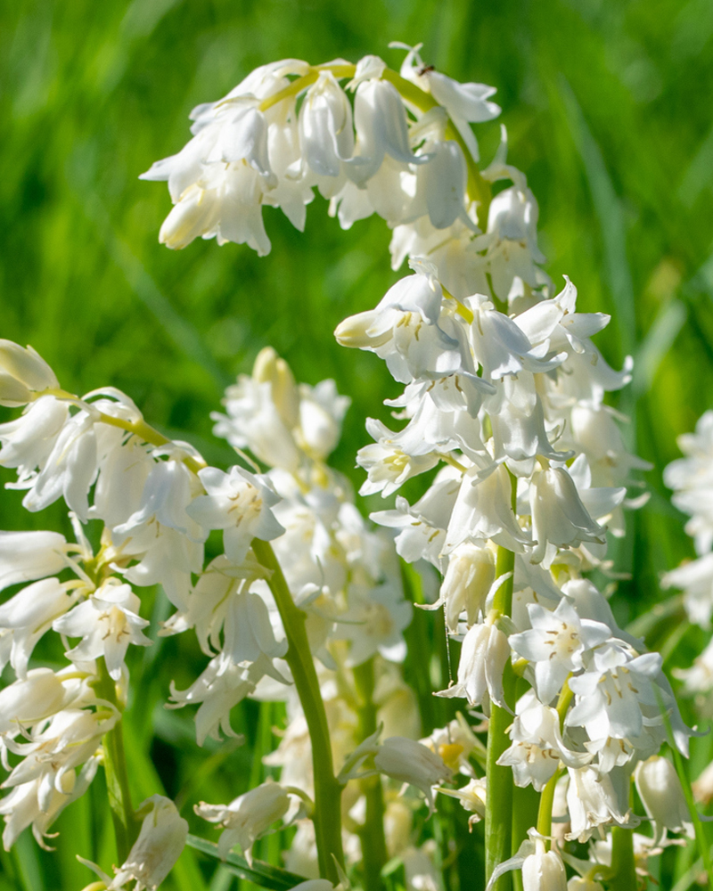 Organic Hyacinthoides hispanica White