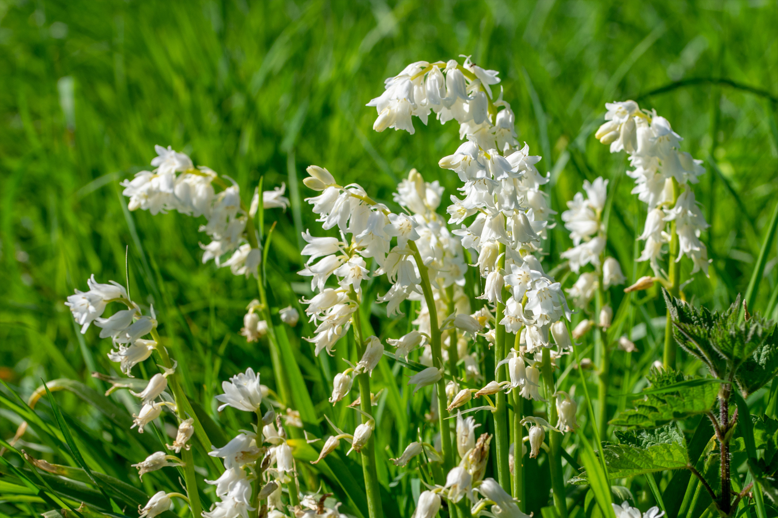 Organic Hyacinthoides hispanica White - Image 2