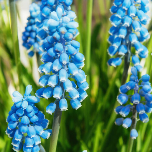 Organic Muscari 'Early Bird'