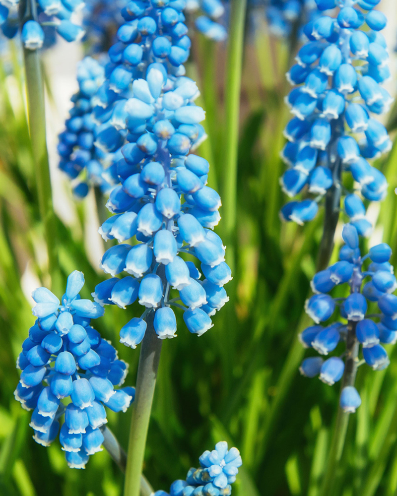 Organic Muscari 'Early Bird'