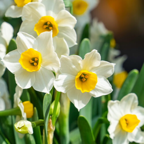 Daffodil narcissus topolino