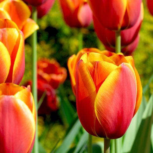 Organic Tulip ‘Verandi’