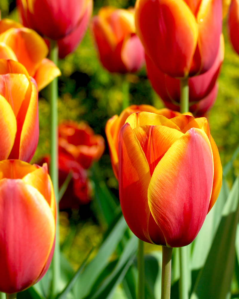 Organic Tulip ‘Verandi’
