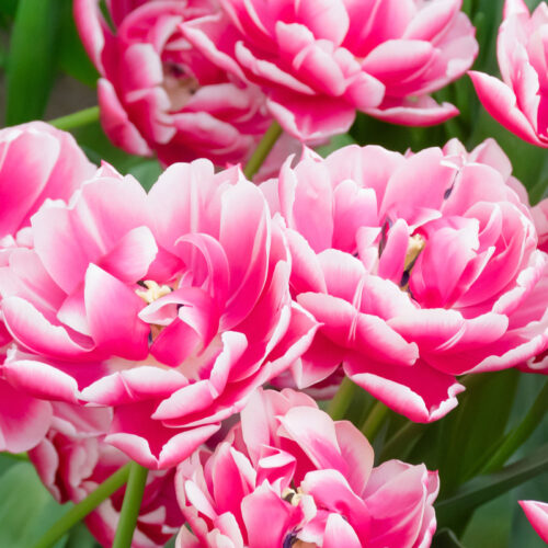 Organic Tulip 'Columbus'