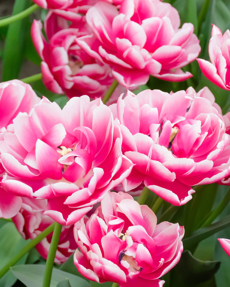 Organic Tulip 'Columbus'