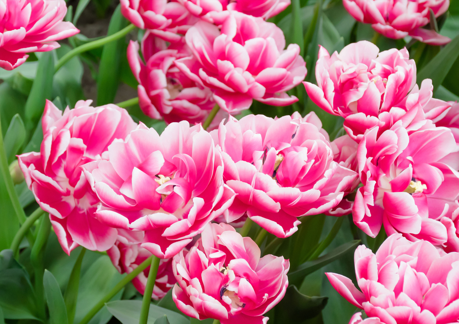 Organic Tulip 'Columbus' - Image 2