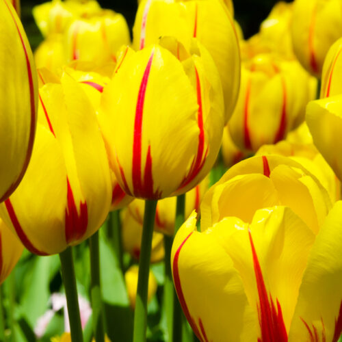 Organic Tulip 'Feedom Flame'