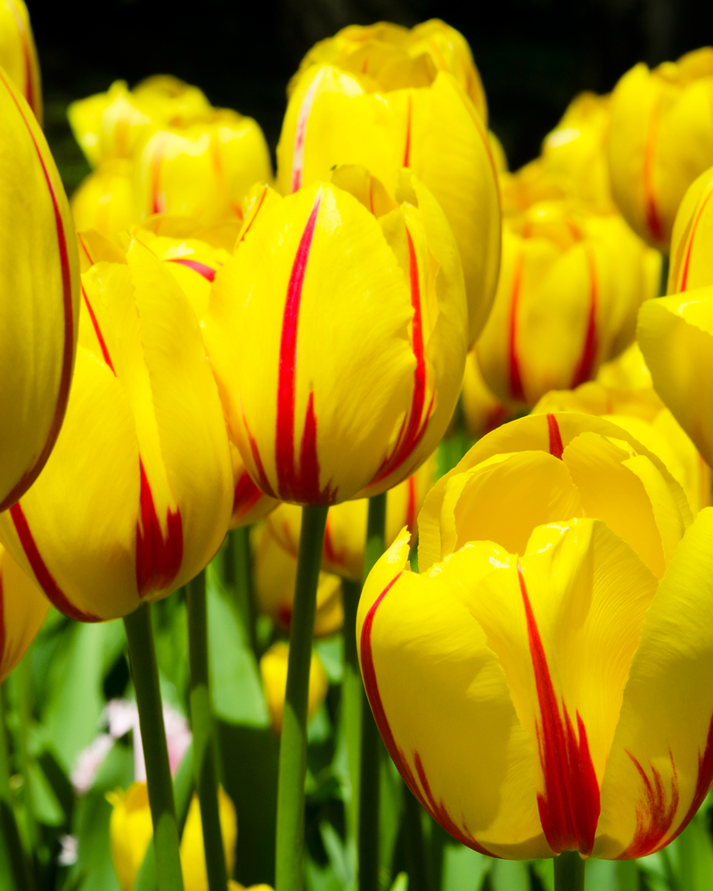 Organic Tulip 'Feedom Flame'