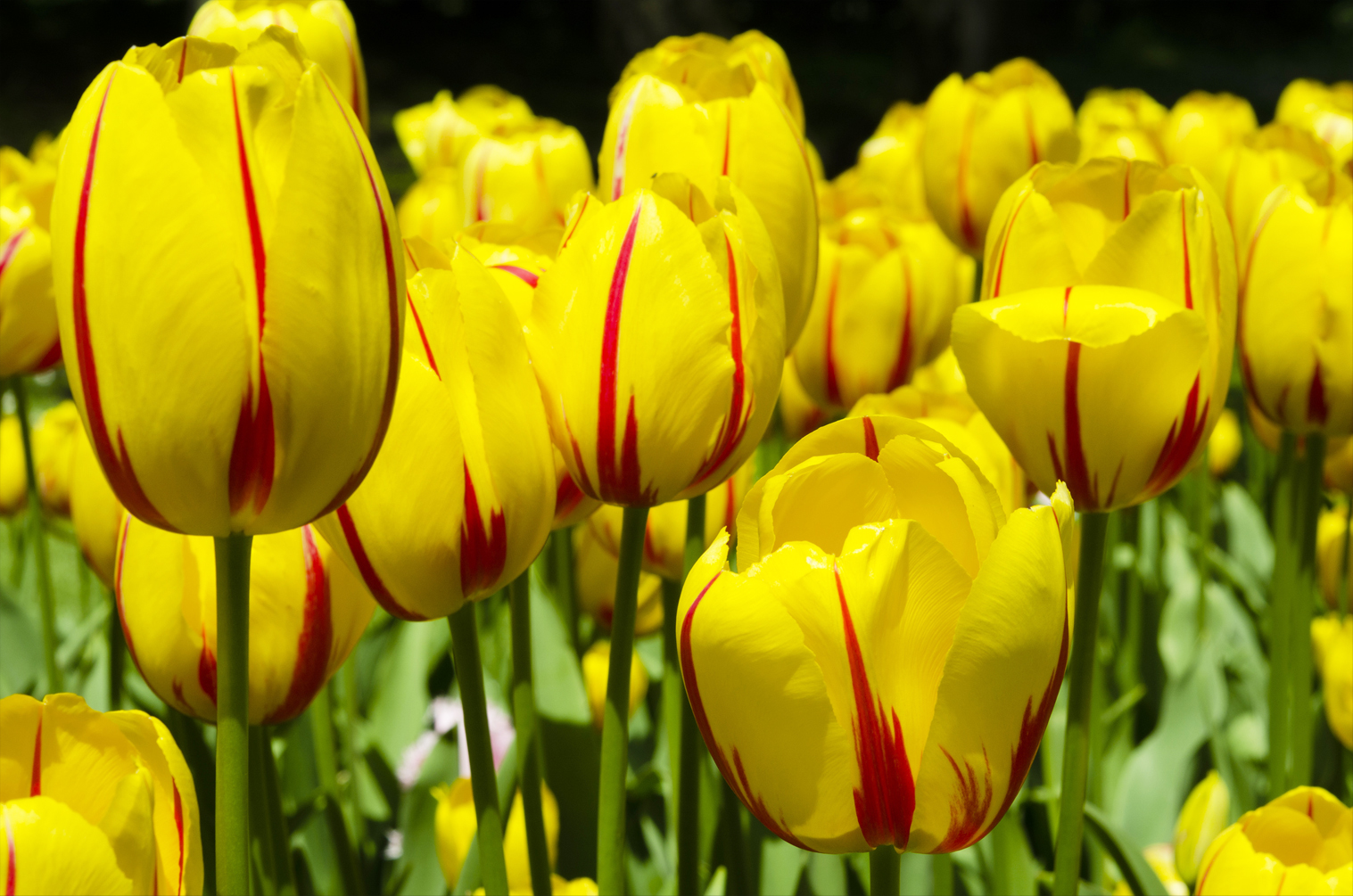 Organic Tulip 'Feedom Flame' - Image 2