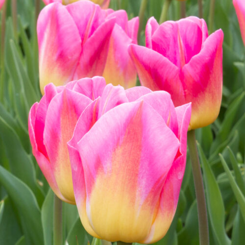 Organic Tulip 'Judith Leyster'