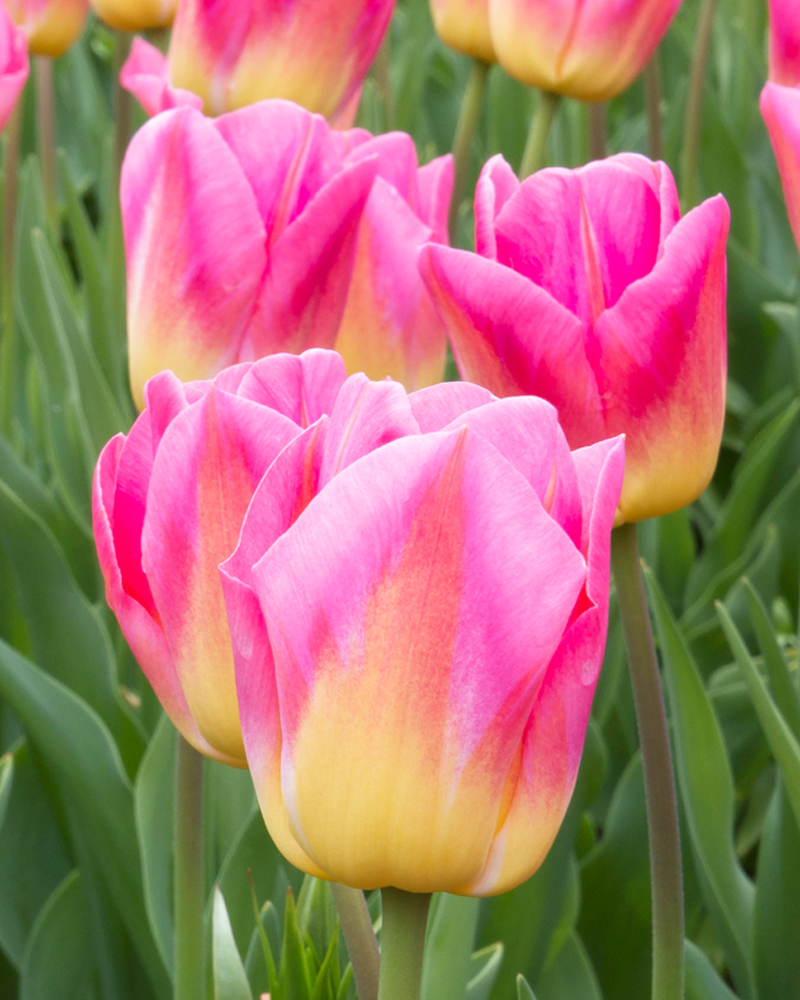 Organic Tulip 'Judith Leyster'