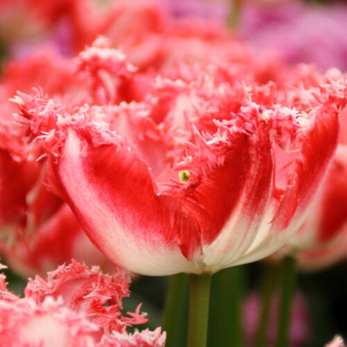 Organic Tulip 'Lingerie' Frilled