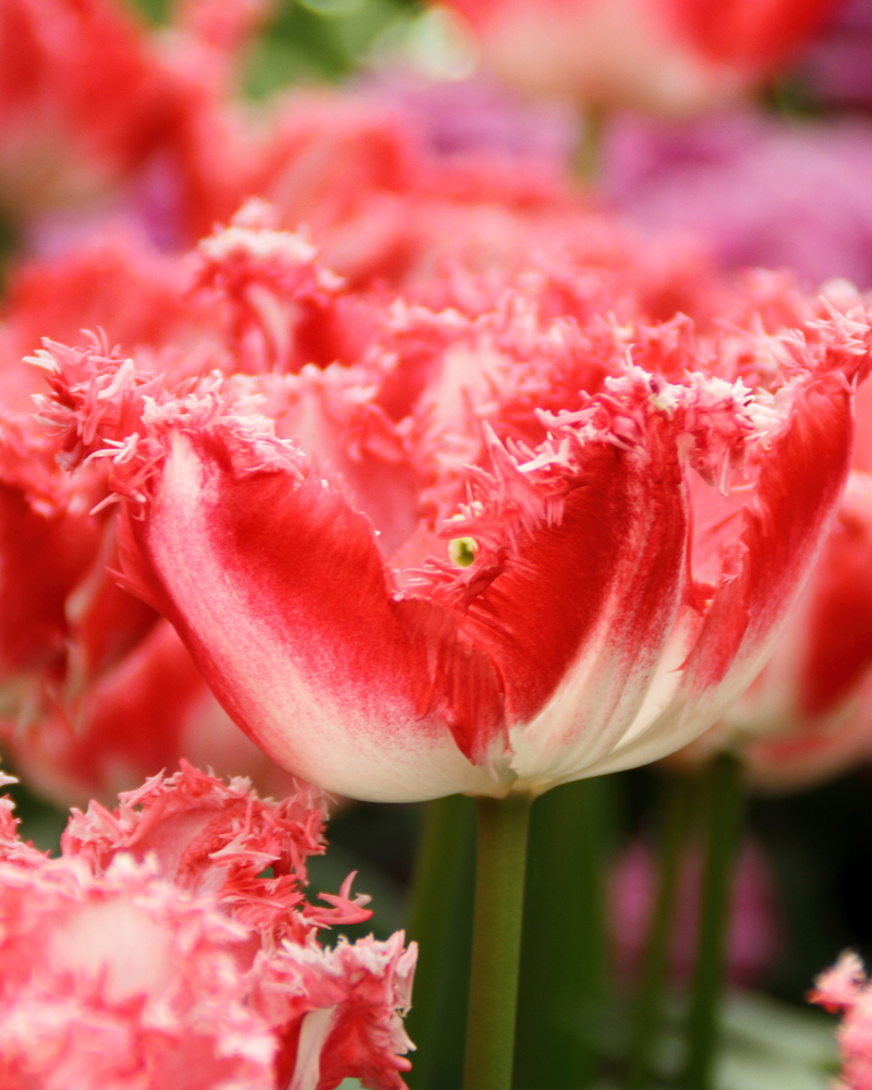 Organic Tulip 'Lingerie' Frilled