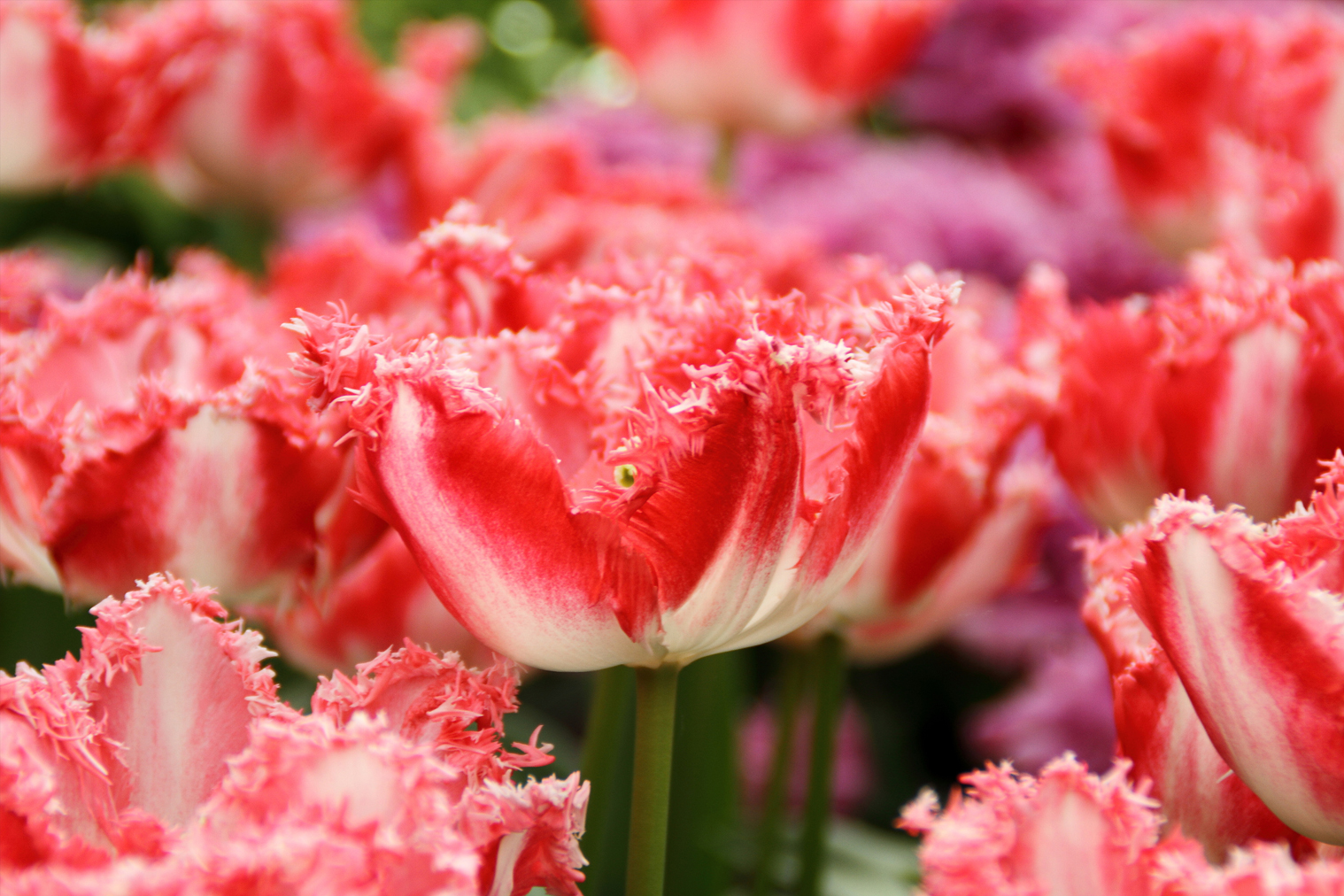 Organic Tulip 'Lingerie' Frilled - Image 2