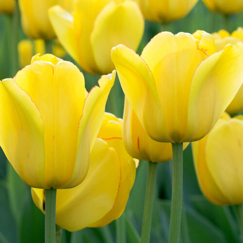 Organic Tulip 'Novi Sun'