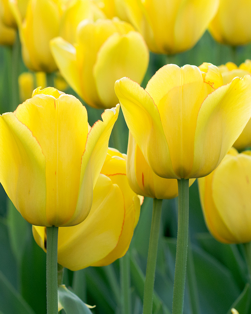 Organic Tulip 'Novi Sun'