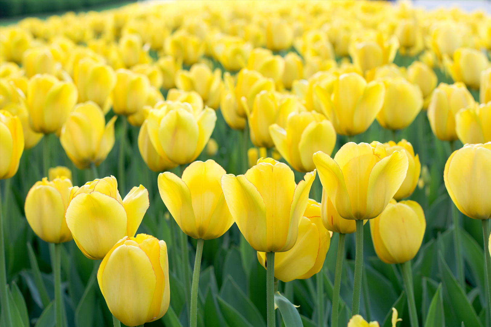 Organic Tulip 'Novi Sun' - Image 2